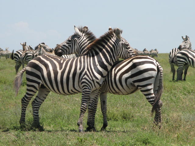 Elevate Trekking and Safaris